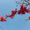 Thanh umeboshi