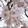 toanlinh