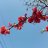 Thanh umeboshi